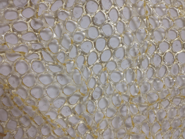 recycled gelatin